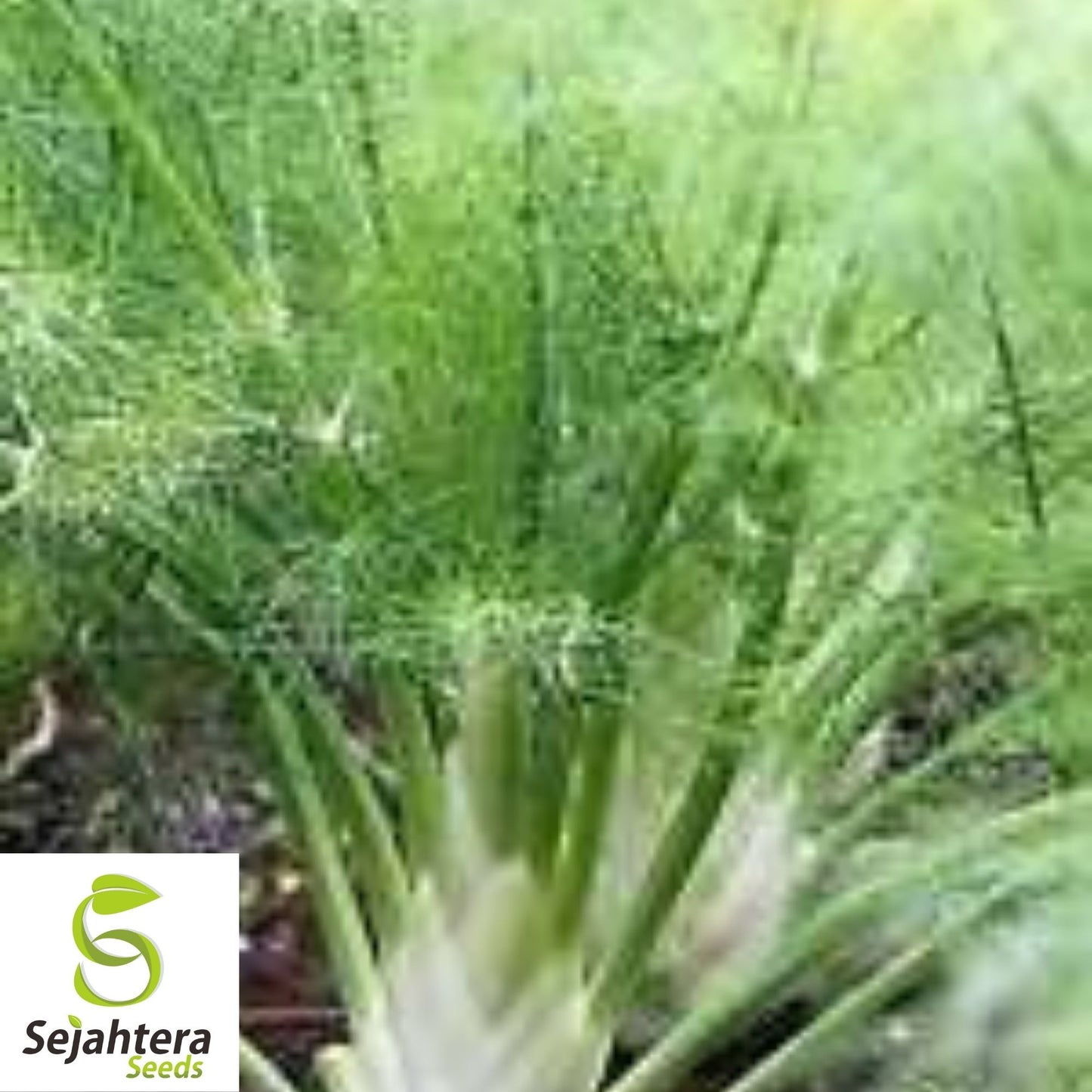 Florence Fennel Seeds 250+ | NON-GMO Vegetable Salad Garden USA