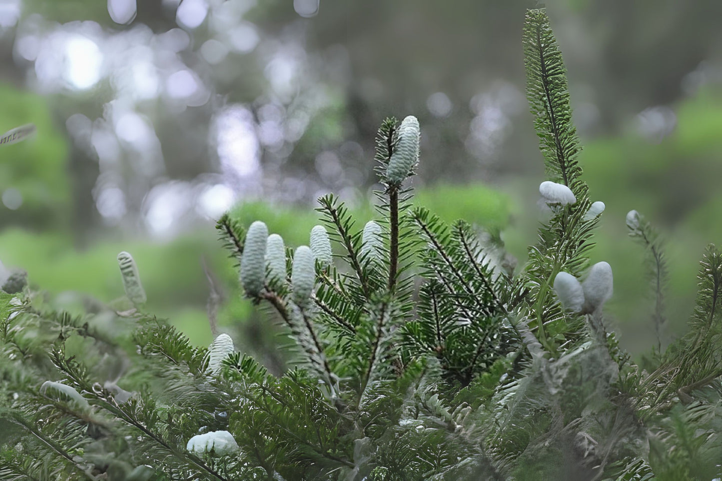 Cyclolepis Keteleeria Jiangnan Oil (Keteleeria cyclolepis)