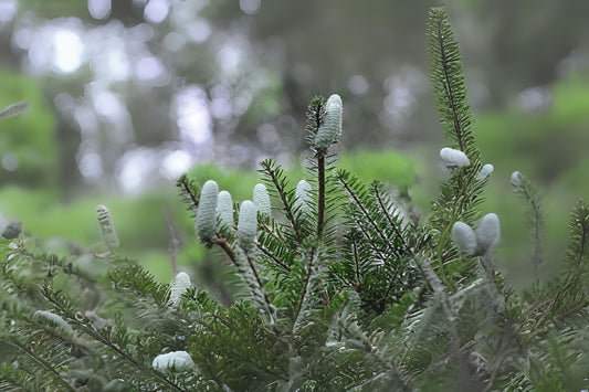Cyclolepis Keteleeria Jiangnan Oil (Keteleeria cyclolepis)
