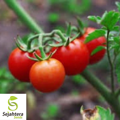 Supersweet 100 Cherry Tomato Seeds - 100+ Organic, Non-GMO & High Yield