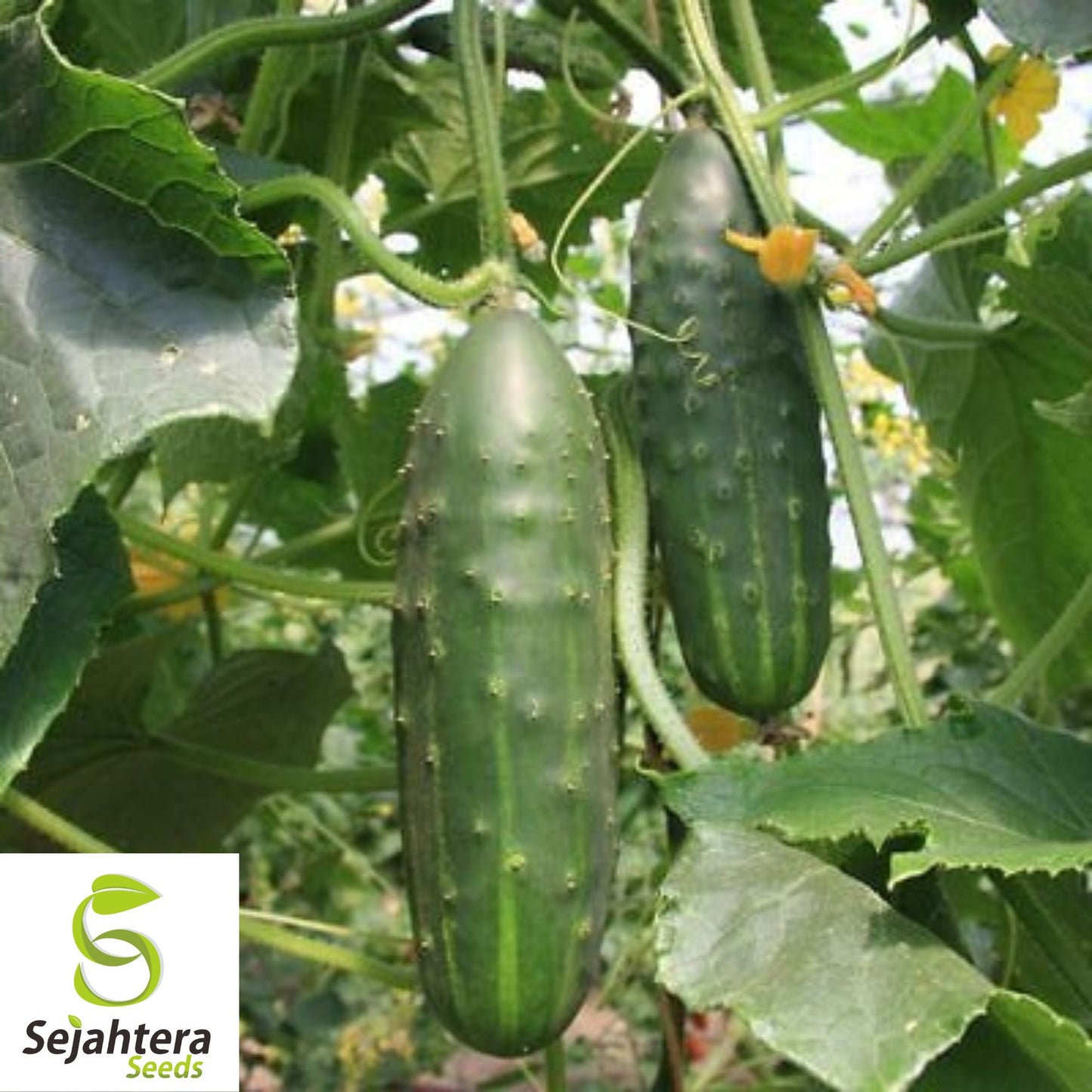 Marketmore Cucumber Seeds 60+ | Heirloom NON-GMO Vegetable Garden USA
