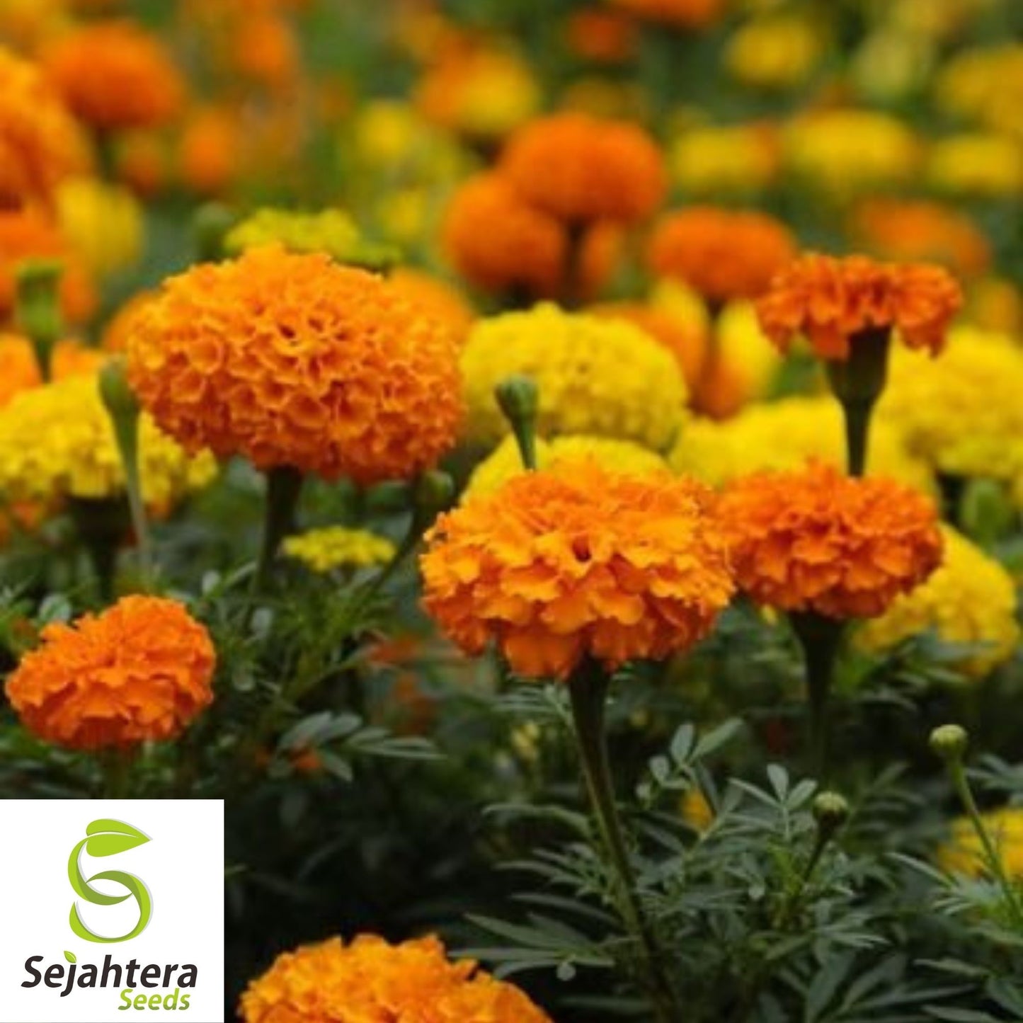 Marigold Seeds 150+ | African Cracker Jack Mix Bright Blooms USA Seller
