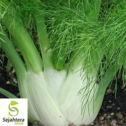 Florence Fennel Seeds 250+ | NON-GMO Vegetable Salad Garden USA