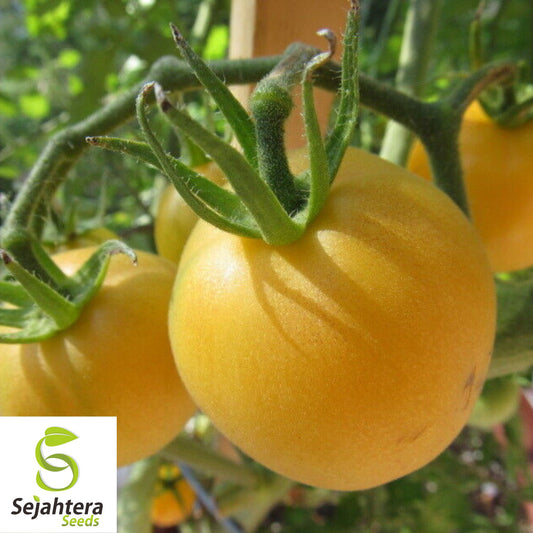 30 Garden Peach Tomato Seeds - Non-GMO, Sweet & Unique Heirloom