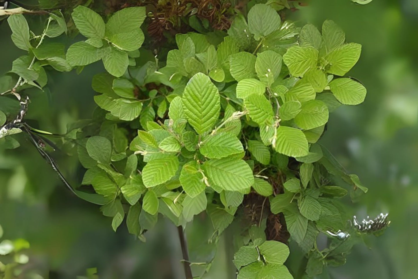 Hazel Alder (Alnus serrulata)