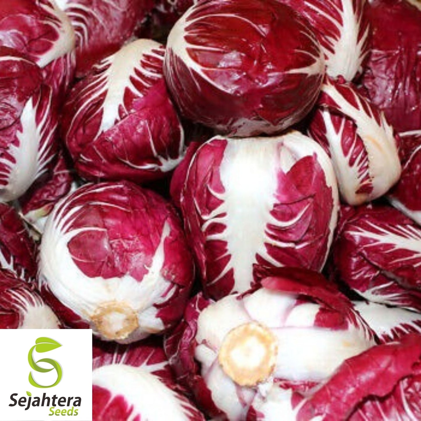 Radicchio Rouge de Verona Seeds 200+ | NON-GMO Vegetable Garden USA