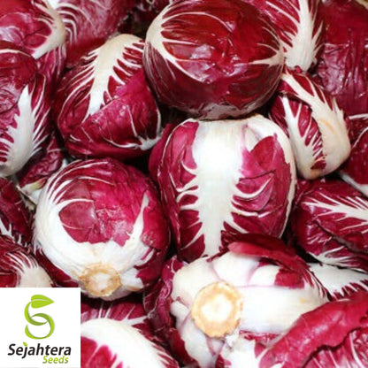 Radicchio Rouge de Verona Seeds 200+ | NON-GMO Vegetable Garden USA