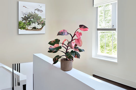 Philodendron Pink Princess 6" Plant - Variegated Black & Pink Leaves - Philodendron erubescens