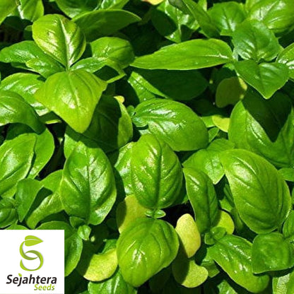 200 Genovese Basil Seeds - Non-GMO, Aromatic Italian Herb