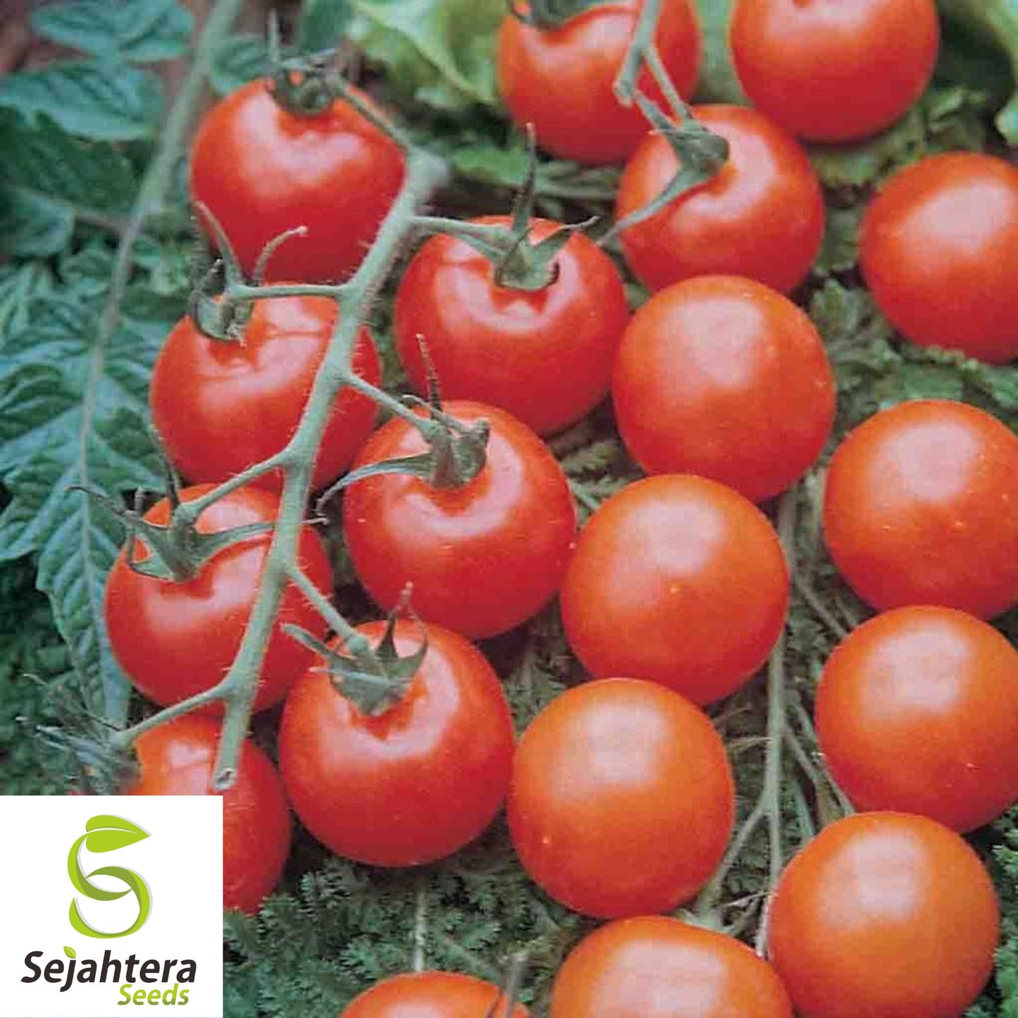 Supersweet 100 Cherry Tomato Seeds - 100+ Organic, Non-GMO & High Yield