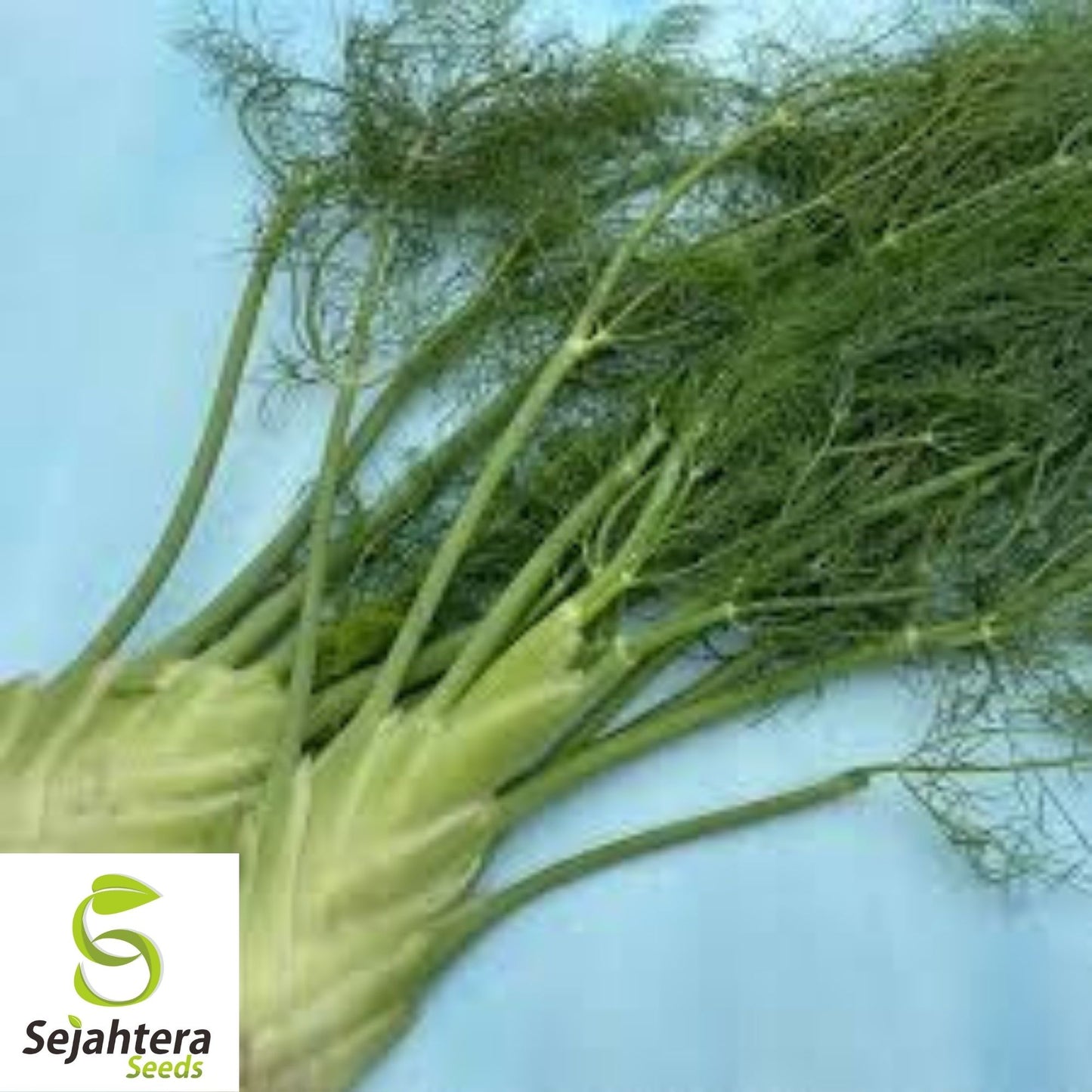 Florence Fennel Seeds 250+ | NON-GMO Vegetable Salad Garden USA