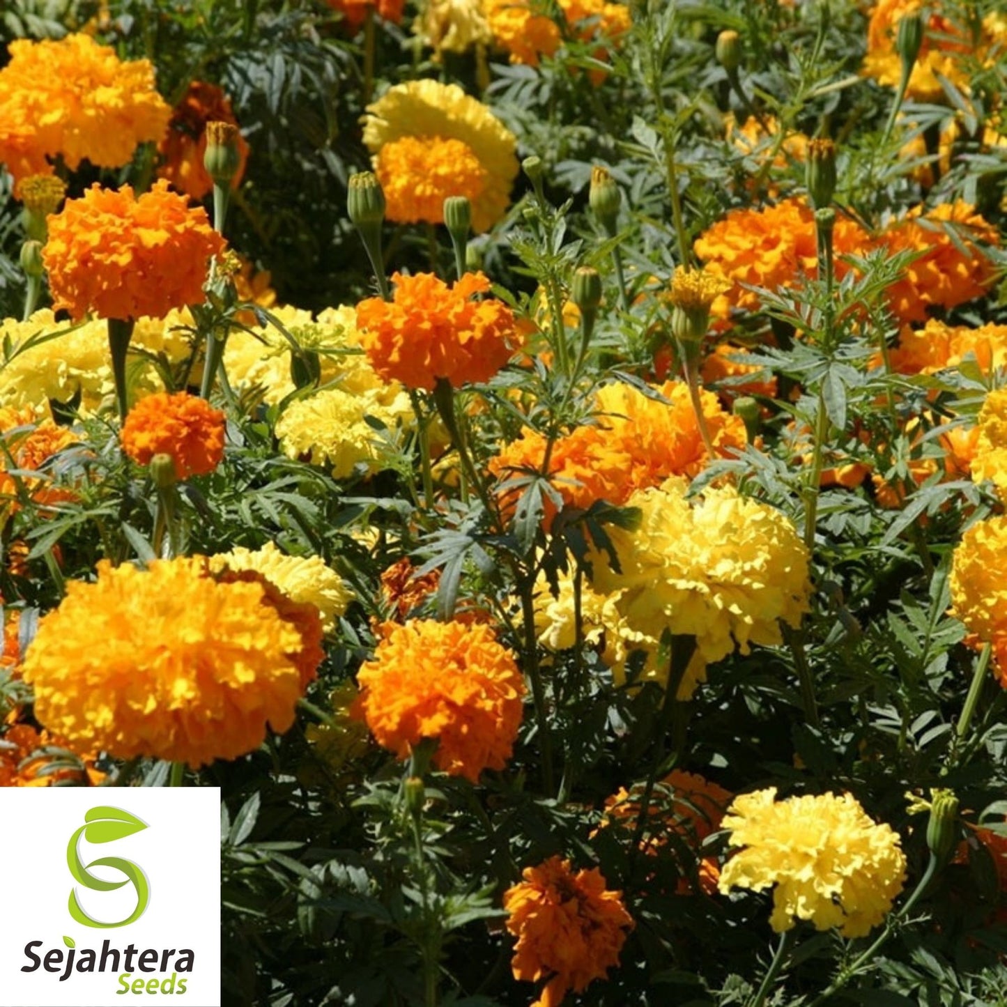 Marigold Seeds 150+ | African Cracker Jack Mix Bright Blooms USA Seller