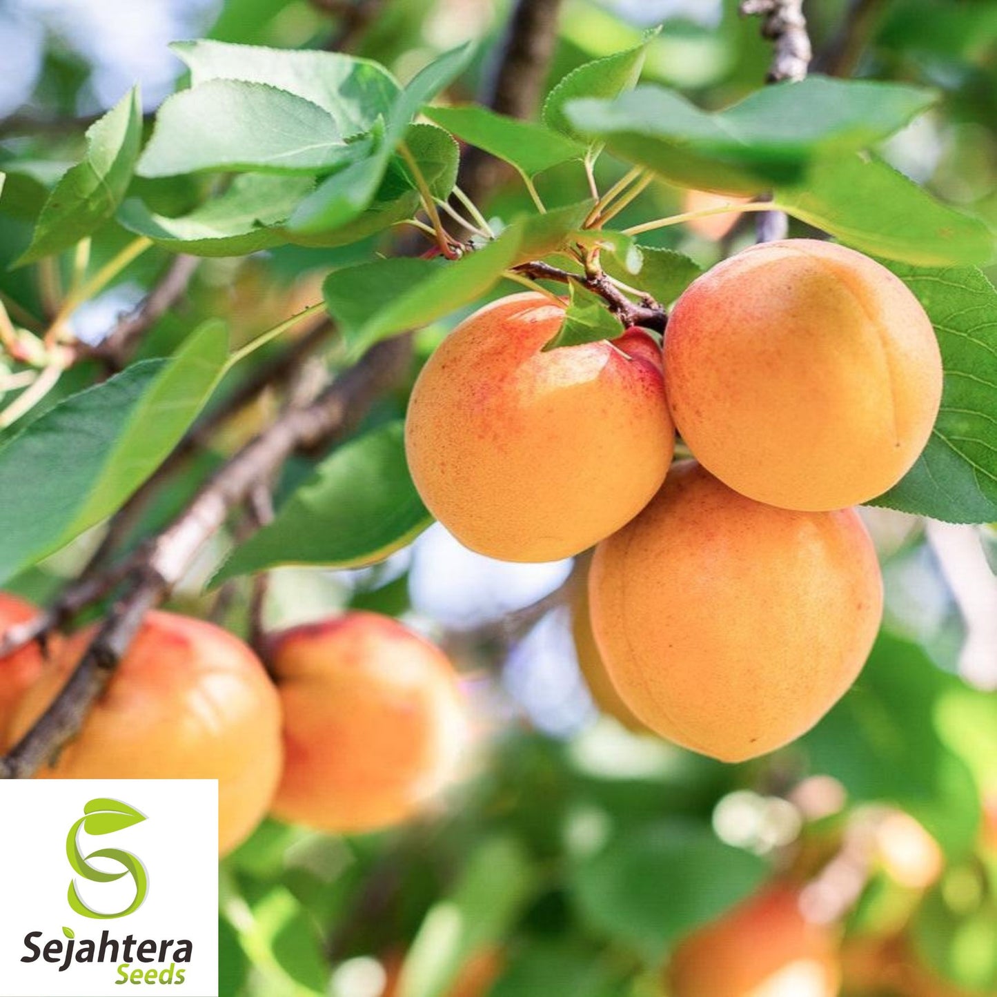Dwarf Apricot Tree Seeds {Prunus armeniaca} Organic 5 Pre-Stratified Seeds