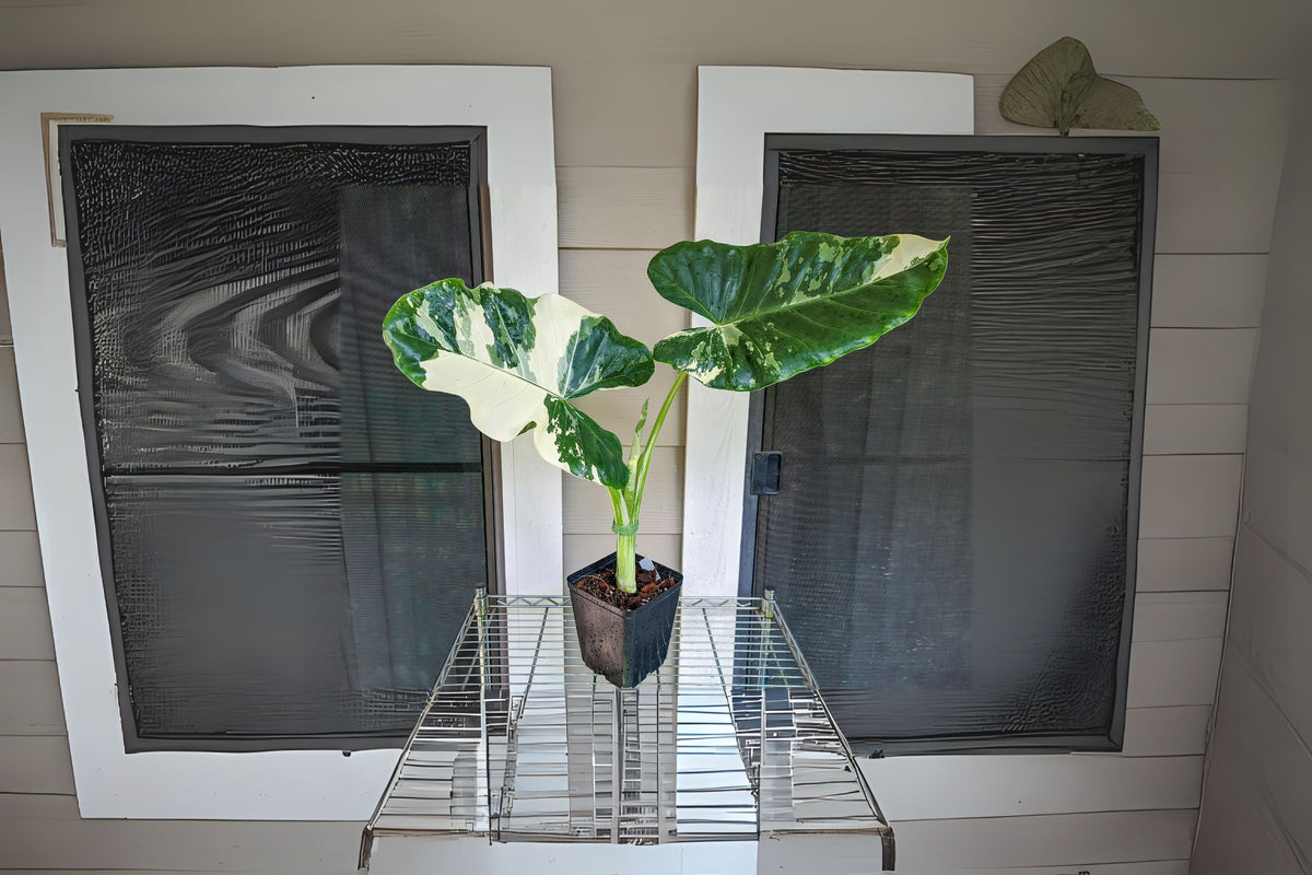 Variegated Taro Alocasia Macrorrhiza Variegata 3 Gallon Plant – Variegated Giant Taro ...