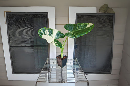 Alocasia Macrorrhiza Variegata 3 Gallon Plant – Variegated Giant Taro, Elephant Ears, Tropical Houseplant, Unique Foliage