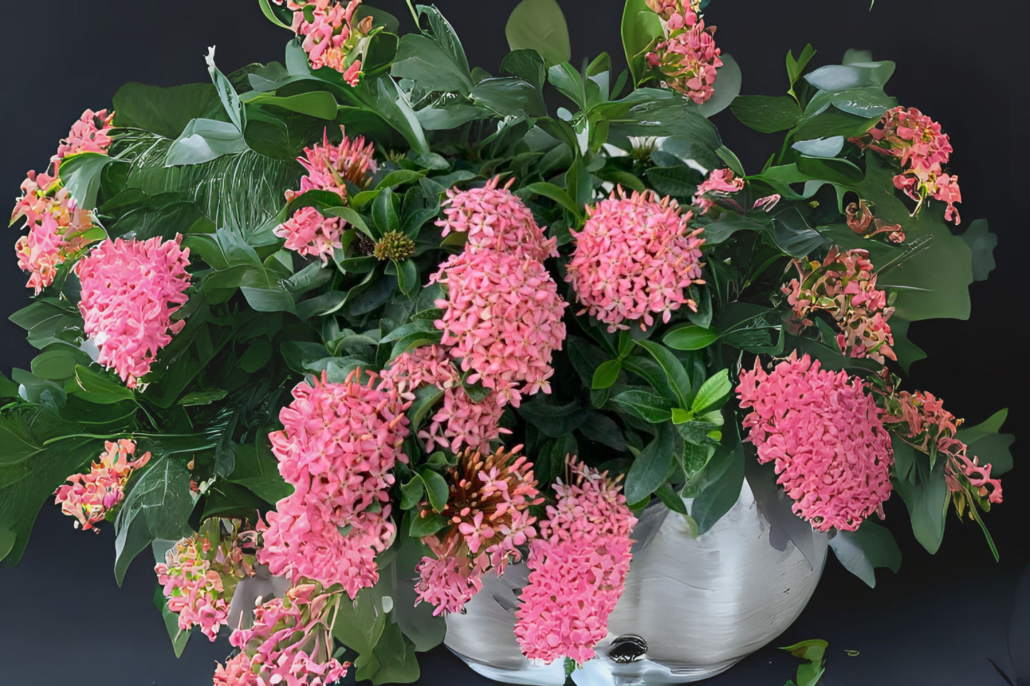 Dwarf Pink Ixora Live Plant - Miniature Taiwanensis Shrub, Ixora Taiwanensis - Low Growing Tropical Flowering Plant