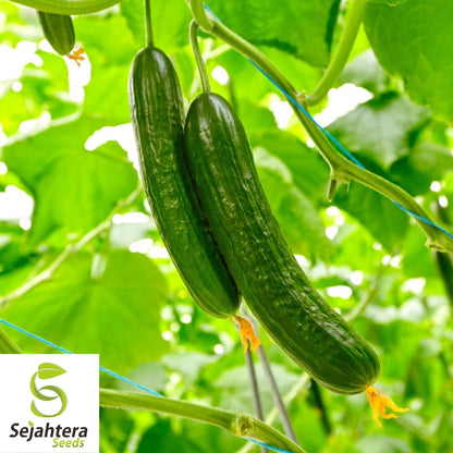 Marketmore Cucumber Seeds 60+ | Heirloom NON-GMO Vegetable Garden USA