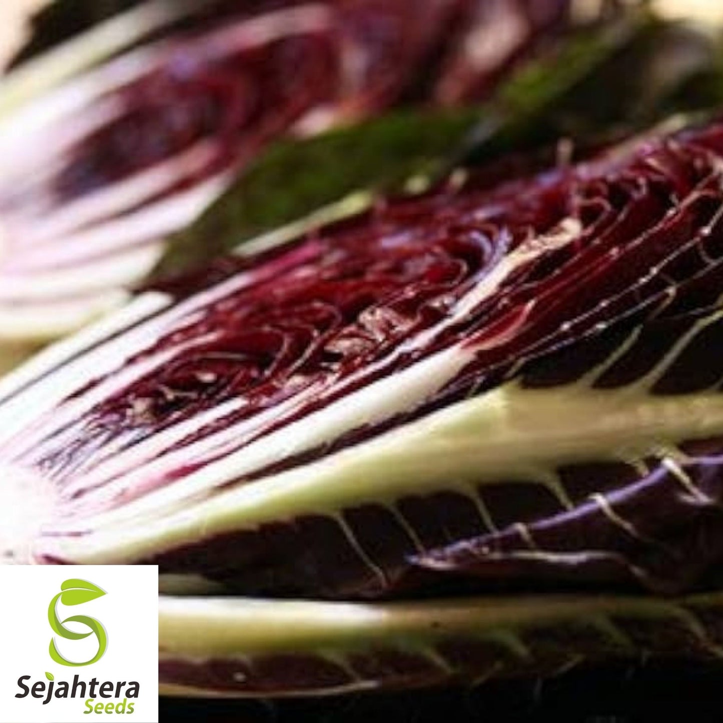 Radicchio Rouge de Verona Seeds 200+ | NON-GMO Vegetable Garden USA