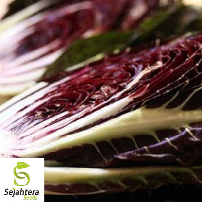 Radicchio Rouge de Verona Seeds 200+ | NON-GMO Vegetable Garden USA
