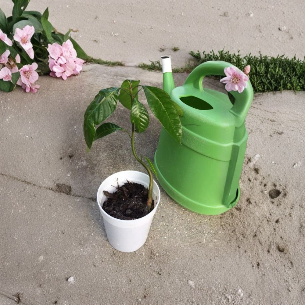 Irwin Dwarf Mango Tree – Mangifera indica ‘Irwin’ Live Starter Plant | 10–14 Inches Tall | Compact Red Variety  Sweet Fiberless Fruit | Patio & Container Friendly | Florida Selection