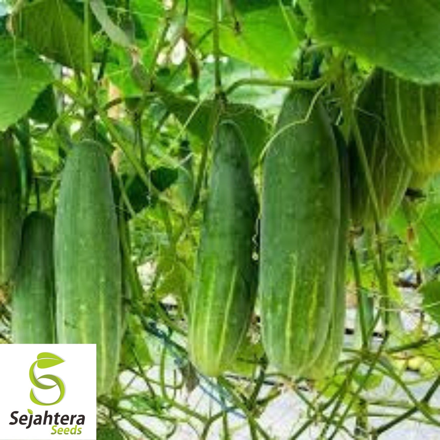 Marketmore Cucumber Seeds 60+ | Heirloom NON-GMO Vegetable Garden USA