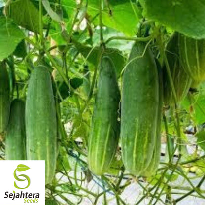 Marketmore Cucumber Seeds 60+ | Heirloom NON-GMO Vegetable Garden USA