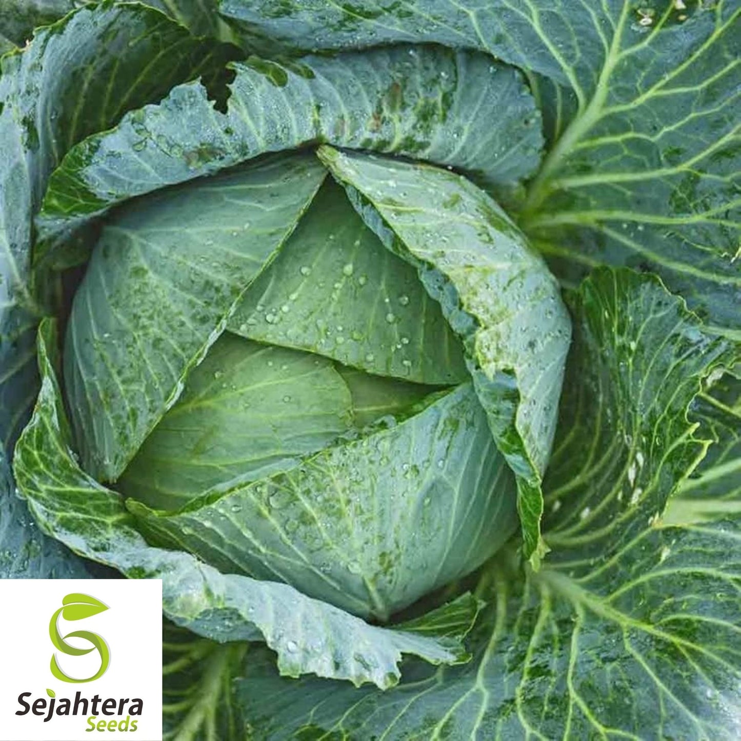 Early Jersey Wakefield Cabbage Seeds 500+ | Heirloom Vegetable NON-GMO USA