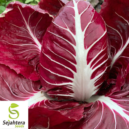 Radicchio Rouge de Verona Seeds 200+ | NON-GMO Vegetable Garden USA