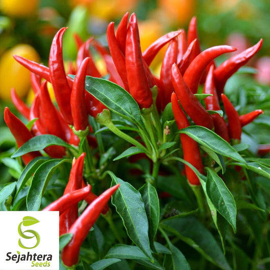 20 Red Thai Pepper Seeds - Non-GMO, Hot & Flavorful Variety