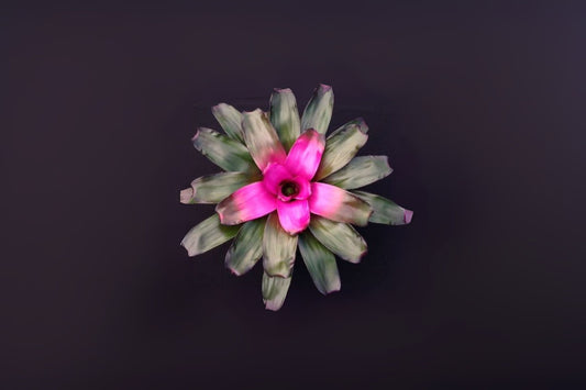 Bromeliad Plant 6" Pot Neoregelia Purple Passion Neoregelia 'Purple Passion' Indoor Tropical Houseplant