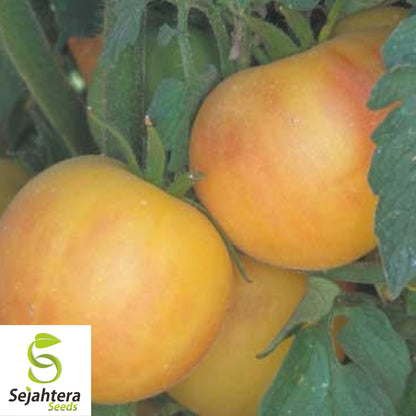 30 Garden Peach Tomato Seeds - Non-GMO, Sweet & Unique Heirloom