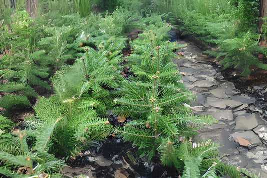 Select Bornmullers Fir Select Turkish Fir (Abies bornmuelleriana Select)