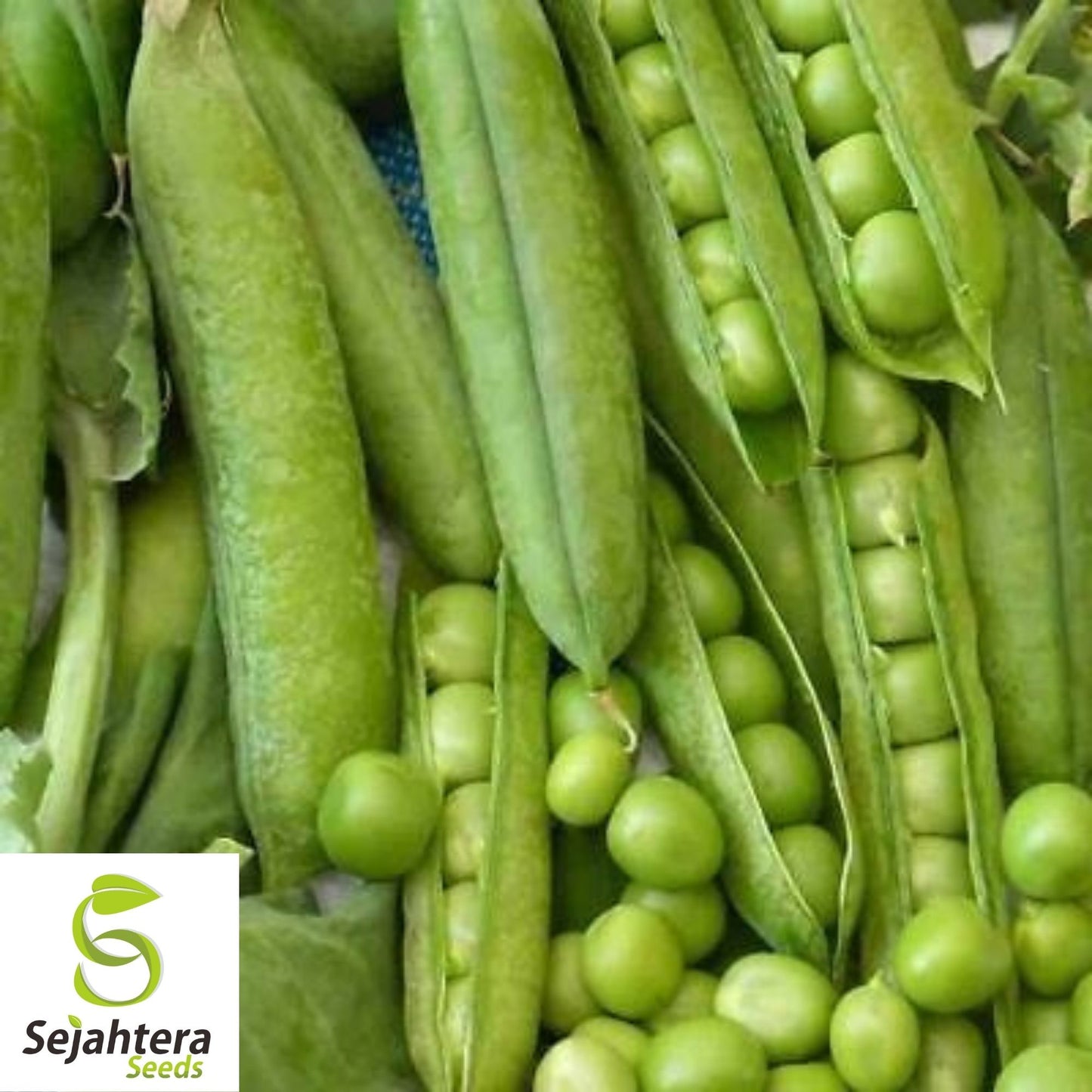 Little Marvel Pea Seeds 25 Ct | Heirloom Pod Vegetable Garden NON-GMO USA