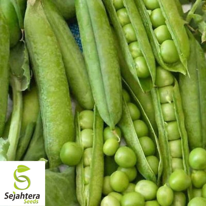Little Marvel Pea Seeds 25 Ct | Heirloom Pod Vegetable Garden NON-GMO USA
