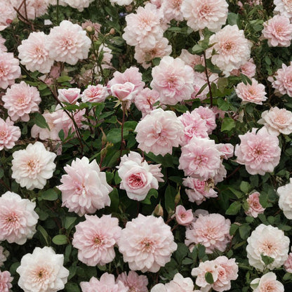 Cecile Brunner Climbing Rose – Rosa ‘Cécile Brünner’ Live Plant | 3–4 Feet Tall | Ships in 3 Gallon Pot  Fragrant Blush Pink Blooms | Long Bloom Season | Classic Climbing Rose