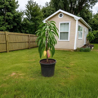 Nam Doc Mai Mango Tree – Mangifera indica Live Seedling | USDA Certified | Thai Tropical Variety  Sweet Aromatic Lineage | Vigorous Growth | Collector Favorite