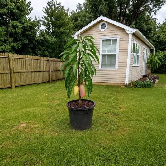 Nam Doc Mai Mango Tree – Mangifera indica Live Seedling | USDA Certified | Thai Tropical Variety  Sweet Aromatic Lineage | Vigorous Growth | Collector Favorite