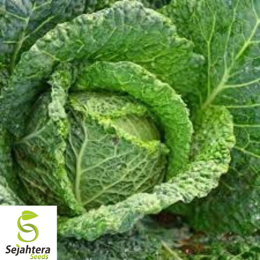 500+ Savoy Perfection Cabbage Seeds - Heirloom, Non-GMO, Crisp & Fresh