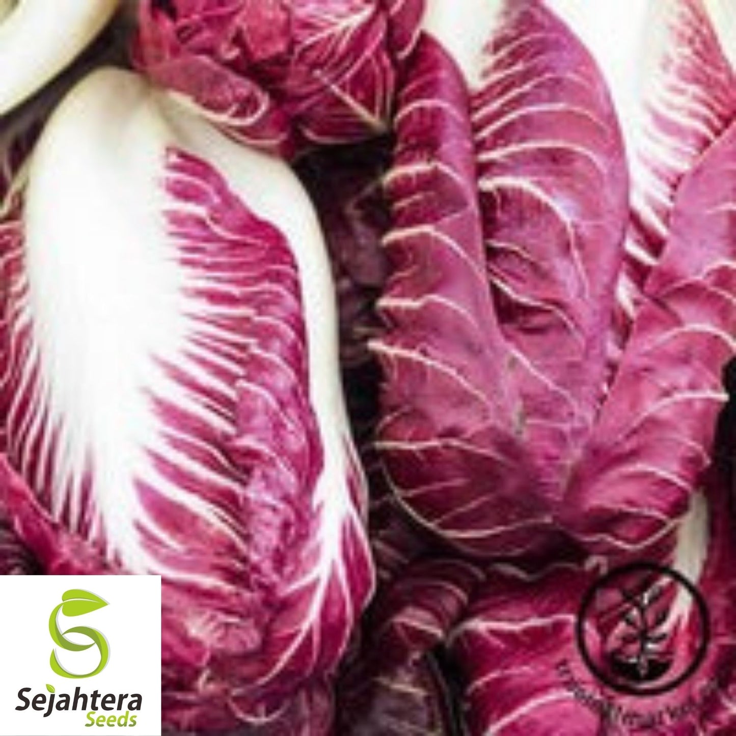 Radicchio Rouge de Verona Seeds 200+ | NON-GMO Vegetable Garden USA