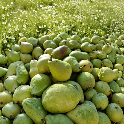 Bartlett Pear Tree – Pyrus ‘Bartlett’ Bareroot Fruit Trees | 2 Tree Bundle | 18–24 Inches Tall  Sweet Juicy Pears | Cold Hardy | Stunning Spring Blooms