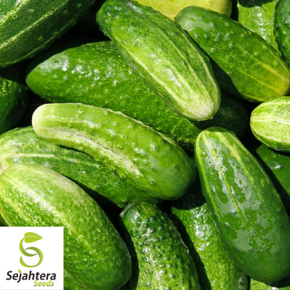 Marketmore Cucumber Seeds 60+ | Heirloom NON-GMO Vegetable Garden USA