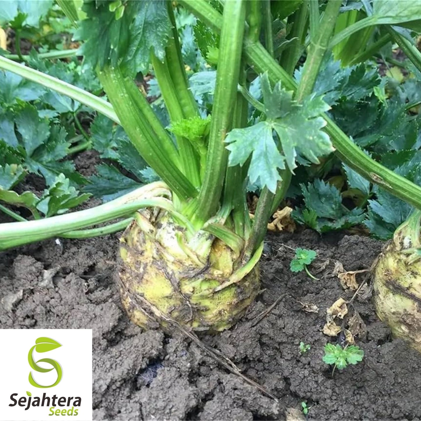 Giant Prague Celeriac Seeds 500+ | NON-GMO Root Vegetable Garden USA