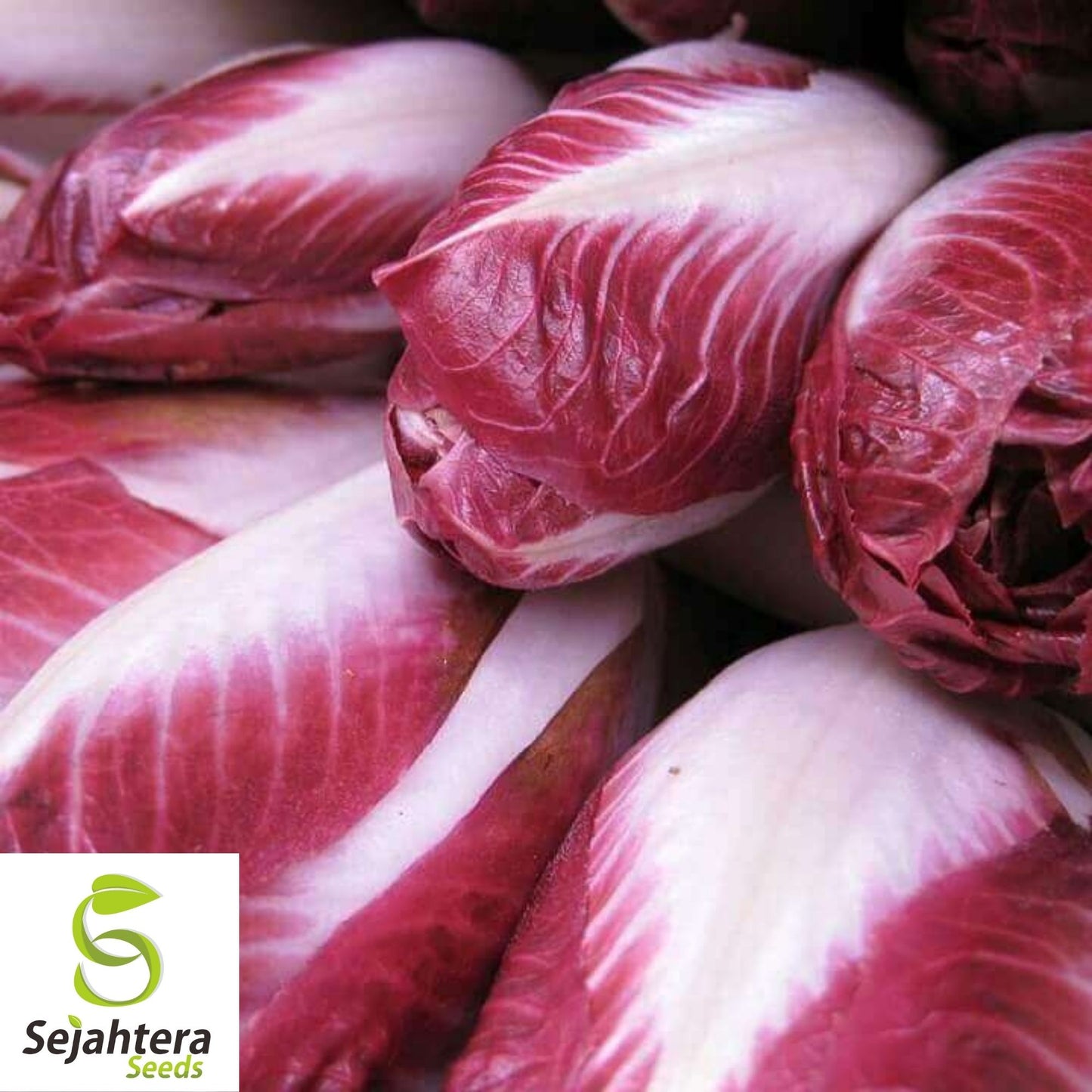 Radicchio Rouge de Verona Seeds 200+ | NON-GMO Vegetable Garden USA