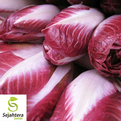 Radicchio Rouge de Verona Seeds 200+ | NON-GMO Vegetable Garden USA