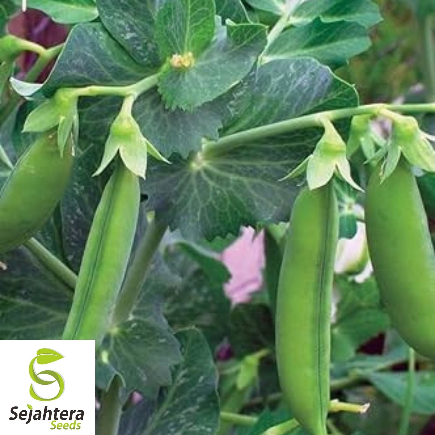 Little Marvel Pea Seeds 25 Ct | Heirloom Pod Vegetable Garden NON-GMO USA
