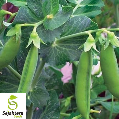 Little Marvel Pea Seeds 25 Ct | Heirloom Pod Vegetable Garden NON-GMO USA