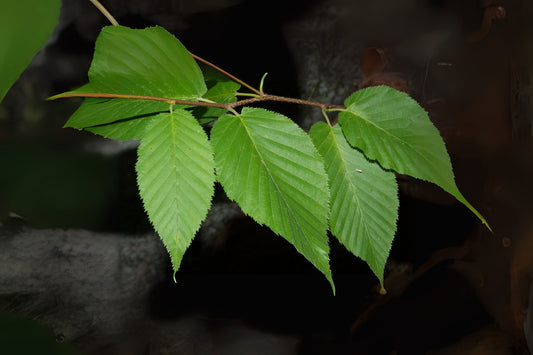 Black Birch Sweet Birch (Betula lenta)
