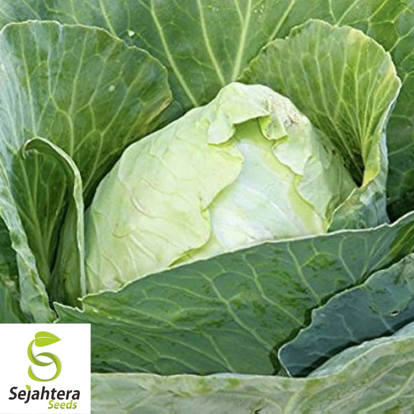 Early Jersey Wakefield Cabbage Seeds 500+ | Heirloom Vegetable NON-GMO USA