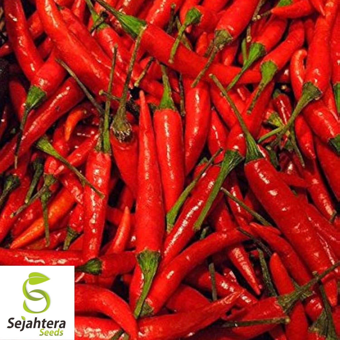 20 Red Thai Pepper Seeds - Non-GMO, Hot & Flavorful Variety