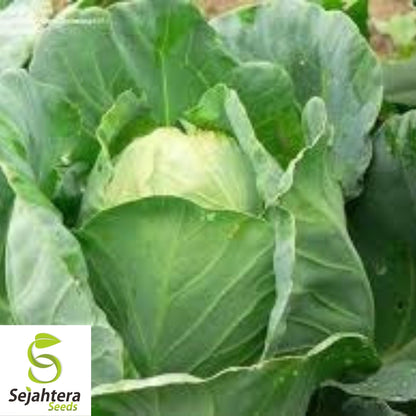 Early Jersey Wakefield Cabbage Seeds 500+ | Heirloom Vegetable NON-GMO USA